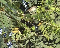 Tickell's flowerpecker